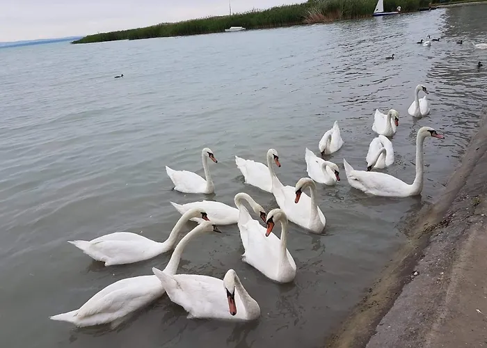 Апартаменты Syrah Wellness *